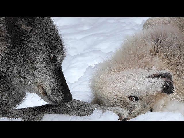 Wolf Begs to Play with Older Brother