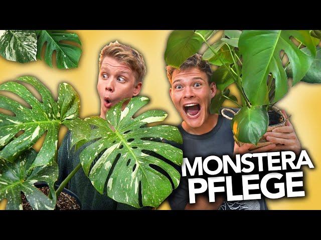 MONSTERA RICHTIG PFLEGEN - Der ultimative Guide | Joey's Jungle Plants