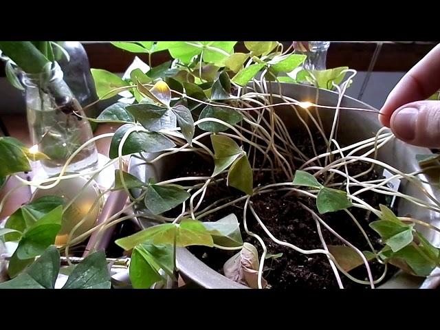 OXALIS DORMANCY / how to give your shamrock a haircut /‍️️