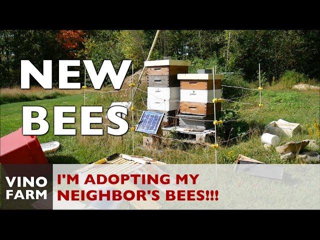 New Bees for The Vino Farm - Adopting my neighbor's hives!