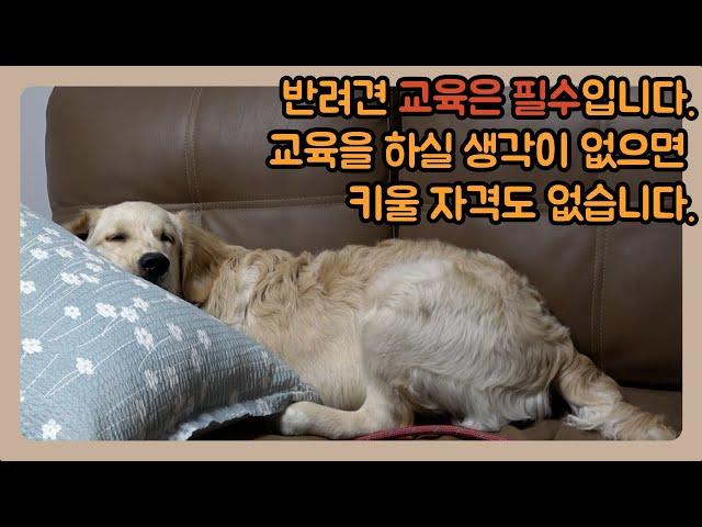 반려견 교육에 관심 없는 당신, 키울 자격도 없습니다.ㅣ금동 8회차 퍼피 교육