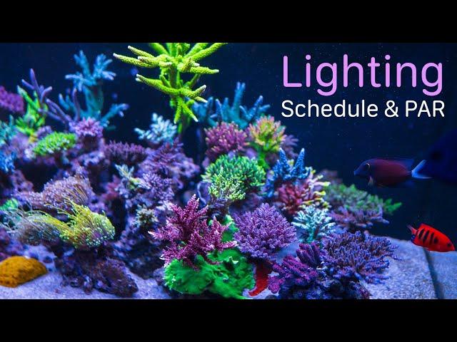 Blade and Radion Lights, Schedule and PAR In 3 Different Reef Aquariums