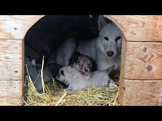 Первый актив щенков