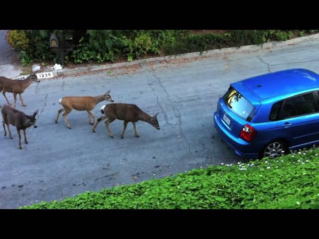 Cat vs. Deer