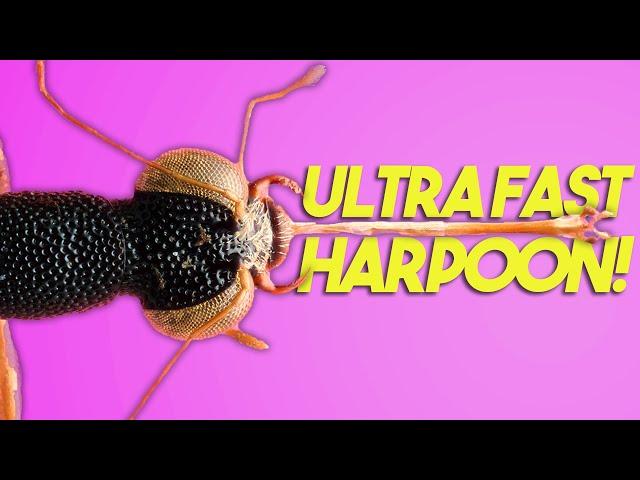 This beetle hunts with a sticky harpoon!