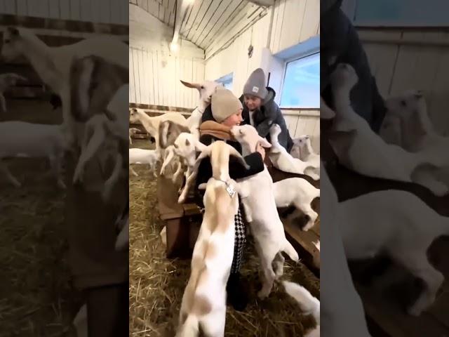 Ферма в Подмосковье. Экскурсии для детей.