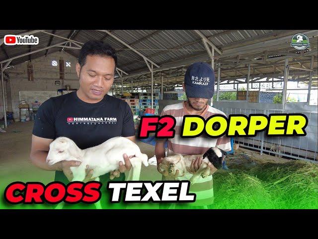 REVIEW CEMPE F2 DORPER & CROSS TEXEL  BARU LAHIR DI HIMMATANA FARM