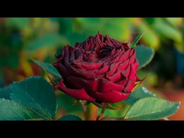 Beautiful Natural flowers 773 Live Stream