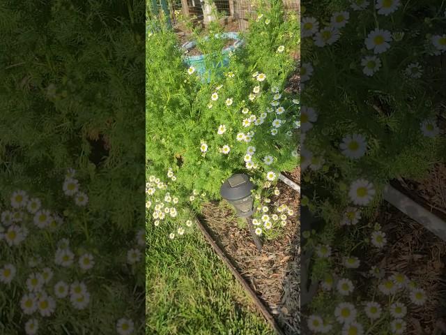 Harvesting Volunteer Chamomile