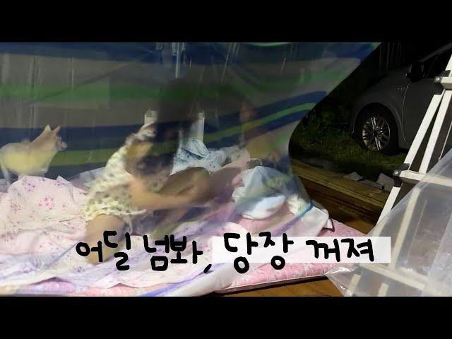 진돗개랑 야외취침 절대 못 하는 이유(새벽에 응급실 갈 뻔,,)
