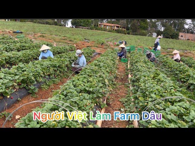 CUỘC SỐNG ÚC l NGƯỜI VIỆT LÀM FARM DÂU Ở ÚC l LÀM FARM Ở ÚC