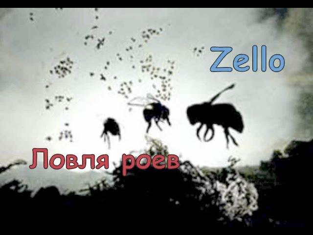 Catching swarms Ways and methods of catching stray swarms Zello