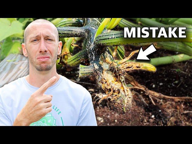 5 Deadly MISTAKES You Can't Afford to Make When Growing Squash