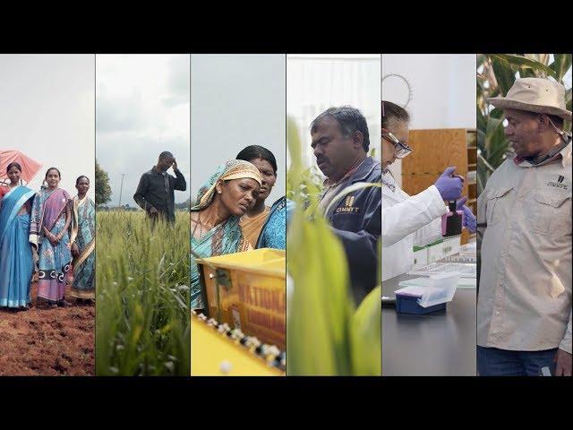 CIMMYT 50: Convertir la investigación en impacto, versión 20 mins, subtítulos español