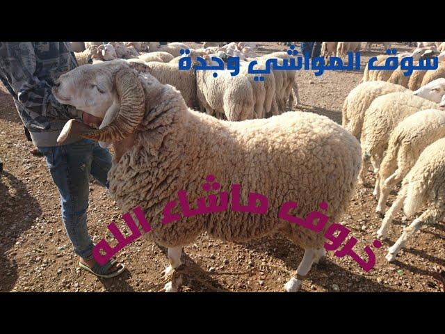 جولة بسوق المواشي اربعاء اسلي بوجدة ليومه الاربعاء 9/10/2024 مع اثمنة الخروف والخروفة