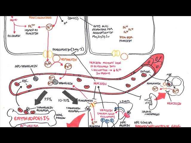 Iron Physiology