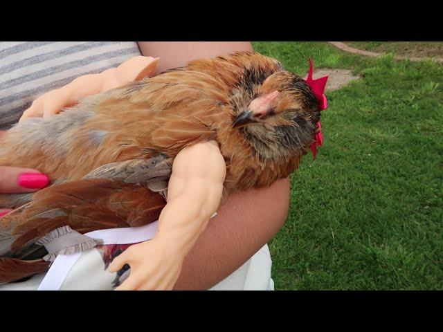 When You Dress A Chicken THIS Happens.....