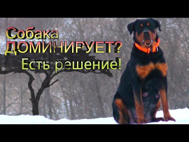 5 Пунктов Воспитания собаки. Собака Вас не слушается? Убираем гиперактивность и возбудимость.
