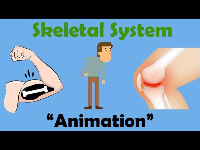 SKELETAL SYSTEM | Biology Animation