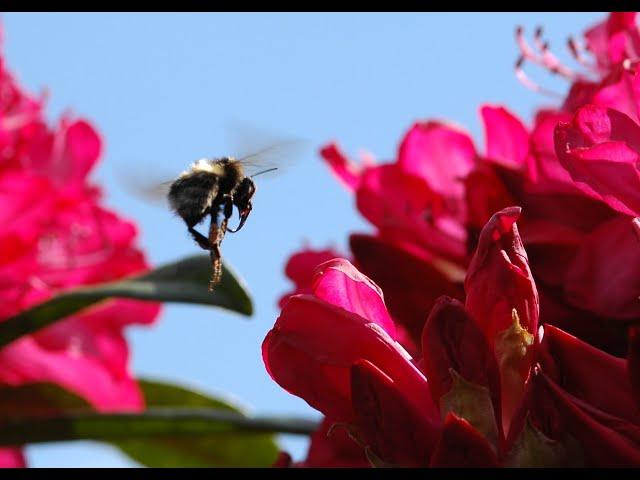 Rhododendron; a favourite flower with bumblebees, but don't eat the honey!