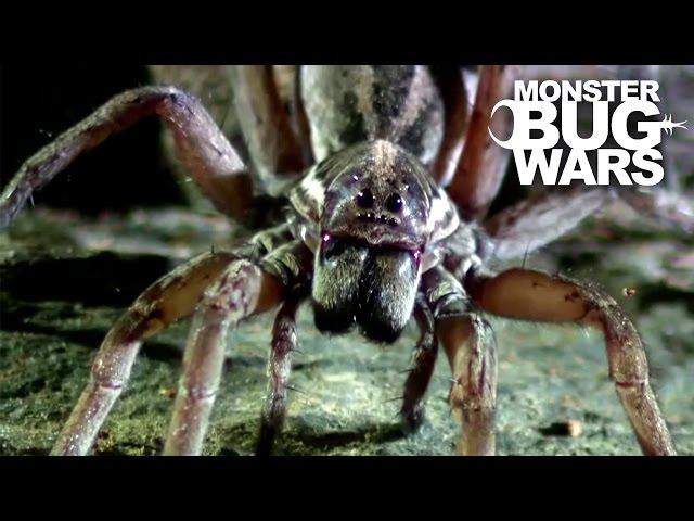 Sydney Funnel Web Vs Wolf Spider | MONSTER BUG WARS