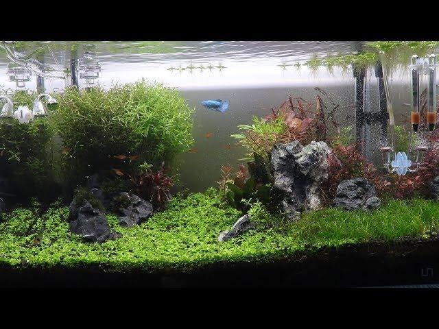 Planted Tank Maintenance | Monthly Routine