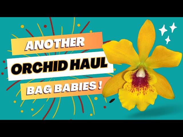 Better-Gro Orchid Haul/Green Orchid/Sept2023