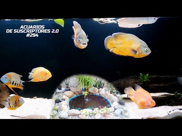 HERMOSO MONSTER TANK, ESTANQUE | Acuarios de Suscriptores 2.0 #294 | AcuariosLP