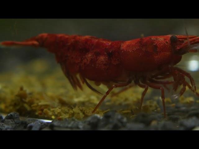 Neocaridina Shrimp (Cherry shrimp) Birth/Hatching