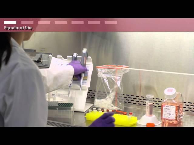 siRNA Transfection Protocol