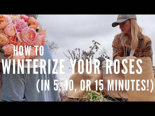 NO TIME? How to WINTERIZE in 5, 10, or 15 minutes (plus peonies, cover crops, lavender and more!)