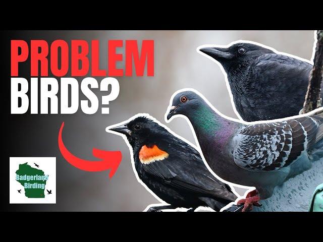 5 More Common Backyard Birds YOU Don't Want at Your Bird Feeder