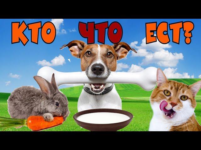 Что едят животные для детей. Кто что ест? Обучающее видео