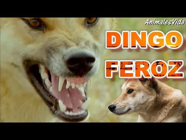 ÉSTE ES EL LEGENDARIO PERRO SALVAJE DE AUSTRALIA - EL DINGO