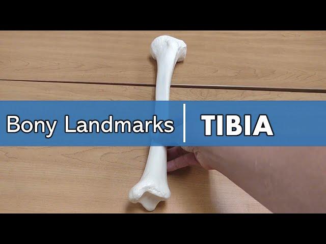 bony landmarks of the tibia