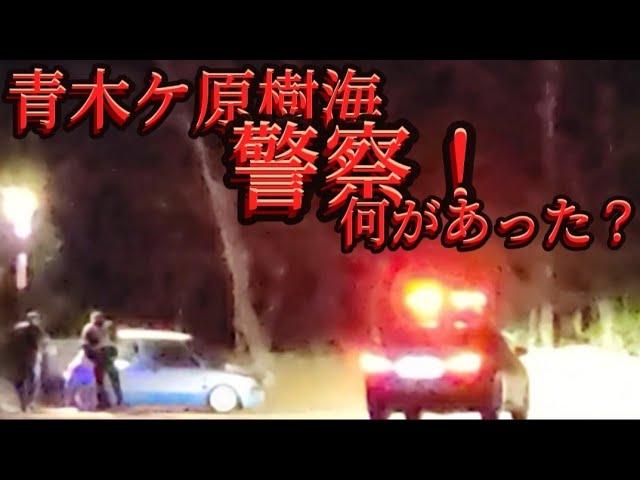 　青木ケ原樹海　深夜からの散策まとめ　