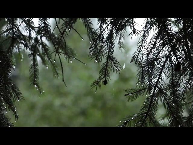 Relaxing Sound of Rain and Wind in Forest 1 Hour / Rain Drops Falling From Trees with Wind