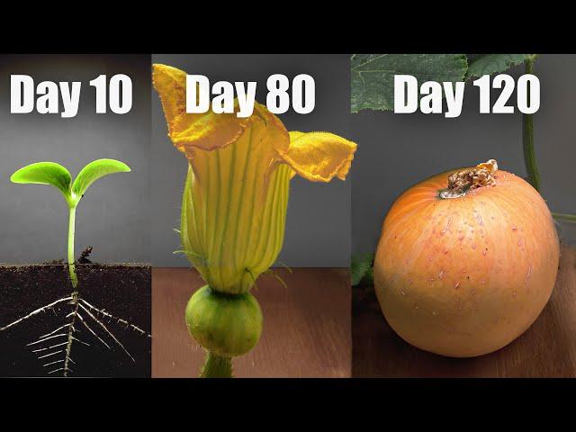 Pumpkin growing from Seed to the mature Fruit  EPIC Time Lapse [Full]