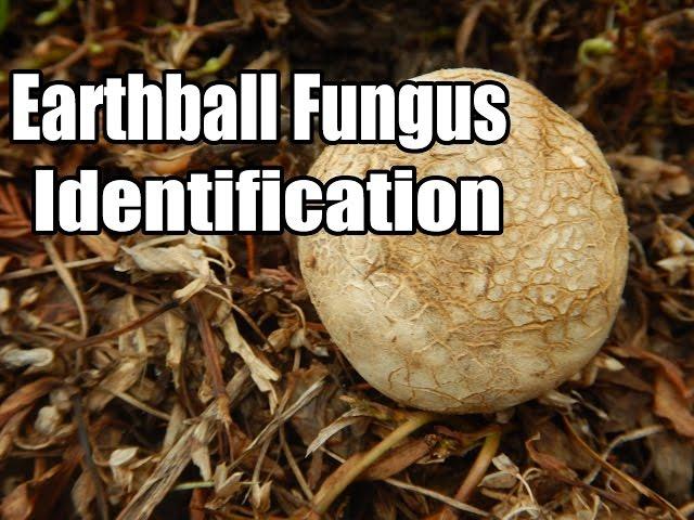 Earthball Fungus Identification