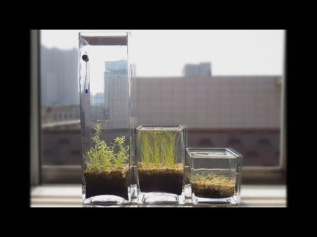Tutorial - No Filter, No CO2, No Ferts, Windowsill Planted Pico Vase