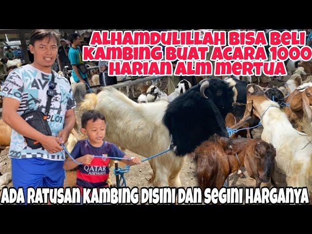 REVIEW HARGA KAMBING DIPASAR CANGRKING &BELI KAMBING BUAT ACARA 1000HARIAN ALM BAPAK MERTUA!!