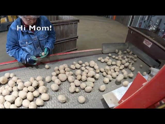 Hafner Seed Farms - Spring 2023 Potato Seed Cutting