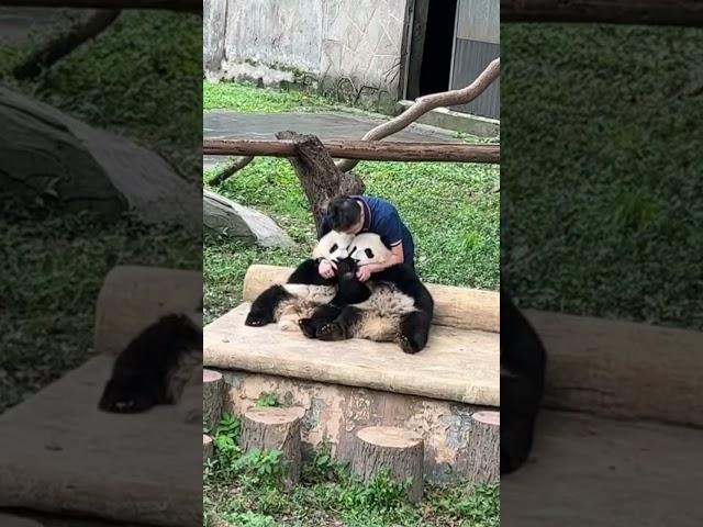 The keeper gently stroked the two pandas’ round heads, tenderly cuddling the fluffy panda in arms!
