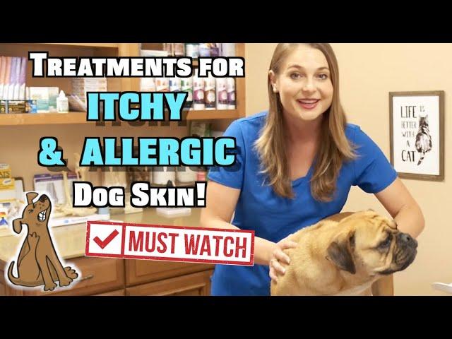 Treat Itchy and Allergic Dog Skin!!! | MUST WATCH