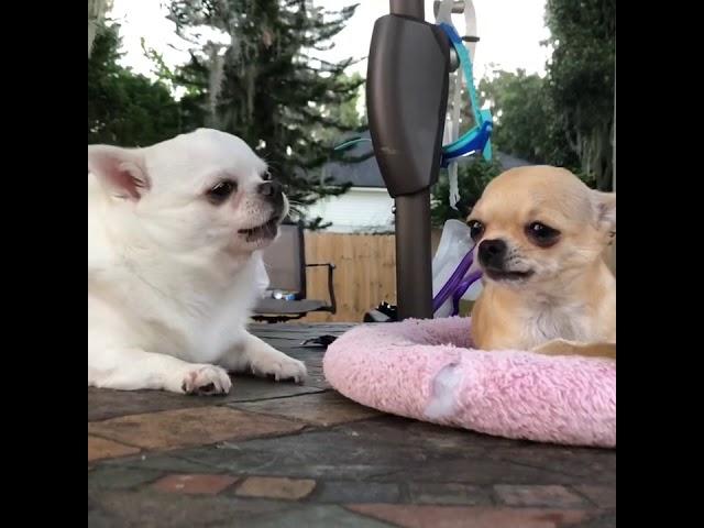 Give. Me. That. Bone.