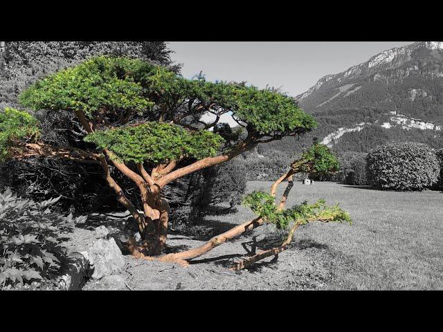 HUGE transformation of +75 yr old European Yew (Niwaki / garden bonsai)