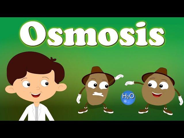 Osmosis | #aumsum #kids #science #education #children