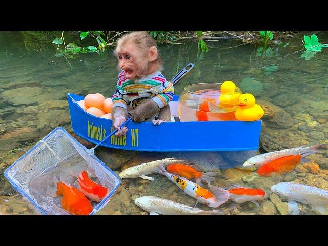 Baby monkey catches koi fish, picks fruit, finds toys and opens super cute surprise eggs