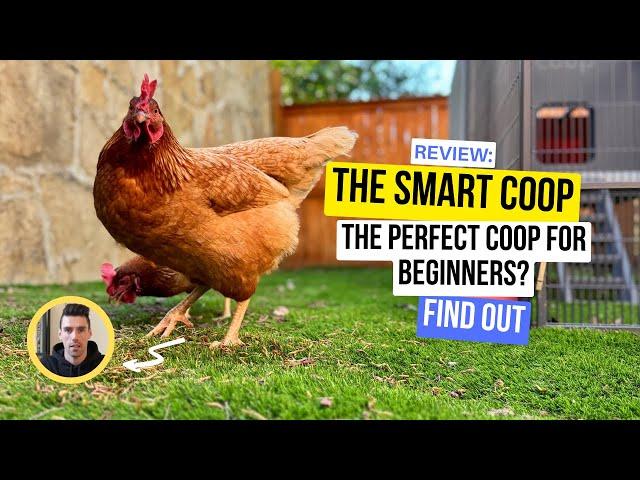 The Smart Coop Review: Anyone Can Raise Backyard Chickens | by @august_build