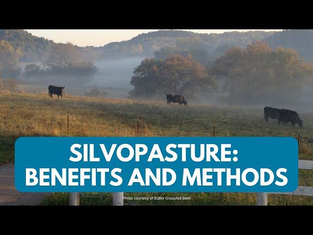 Cows in the Woods: What it Takes to Create a Silvopasture